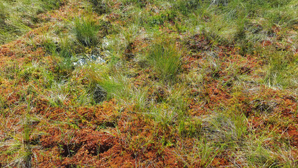 estonia swamp moor landscape nature trail national park