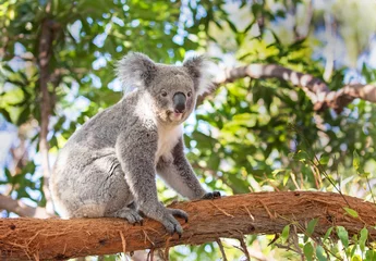 Keuken spatwand met foto Koala Bear zittend op eucalyptusboom buiten in de schaduw, Australië © birdiegal