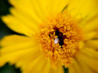 yellow flower with bee