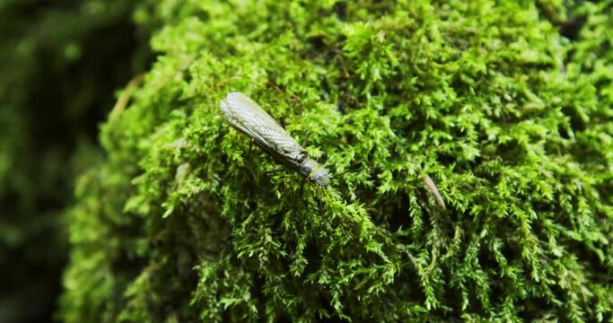 The adult caddisfly, (order Trichoptera) on the moss