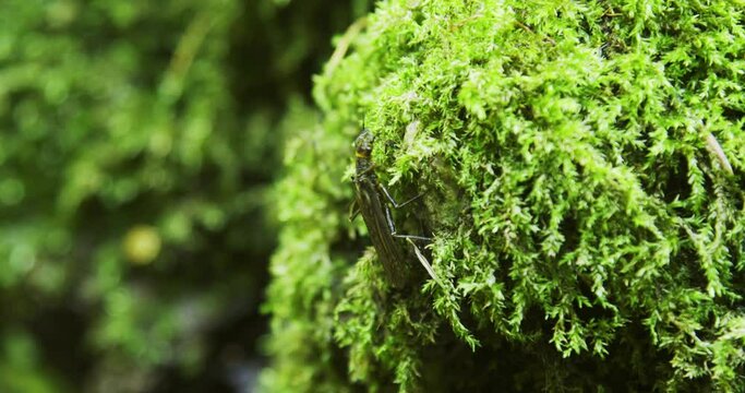 The adult caddisfly, (order Trichoptera) on the moss