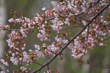 Fototapeta na wymiar 櫻の花