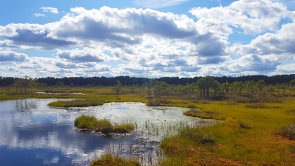 estonia swamp moor landscape nature trail national park