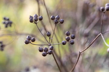 twigs with coriander seeds close up