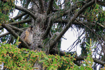Fototapeta premium A great horned owl perched in a tree.