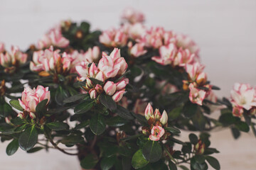 pink and white flowers. Azalea. Home flower. Flowering flowerpot. Bud. Macro