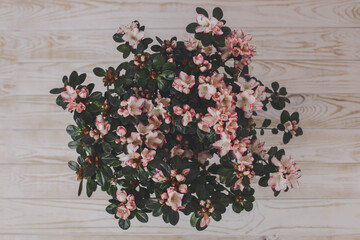 bunch of azalea flowers on the wooden light table. the object is located in the center of the photo