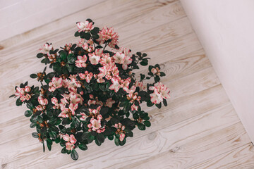 A bouquet of pink and white flowers in the apartment on the floor. White corner. Wall.