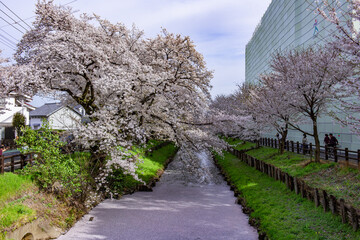 川越 新河岸川の桜並木