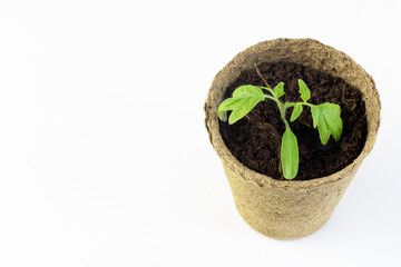 The process of growing seedlings at home. Pot with tomato seedlings isolated on white background. Agriculture.