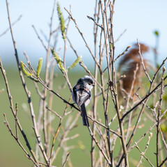 Long Tail Tit Perching on a Twig