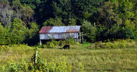 Tennessee Farm Scene Includes Rustic Barn and Cow