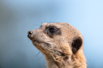 Portrait of a Meerkat