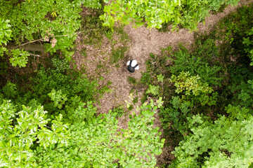 View from above, stunning aerial view of a person walking on a trail in a forest surrounded by a beautiful lush vegetation with green oak trees. Travel concept, outdoor pursuit.