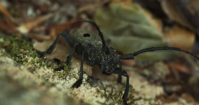 Morimus funereus, a species of beetle in family Cerambycidae, on a tree bark