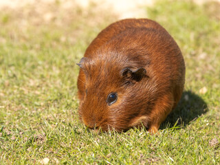 Guinea Pig Walking on Grass