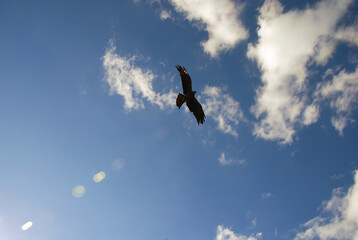 eagle flying in the sky