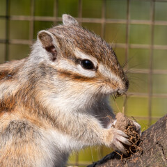 Eastern Chipmunk Feeding