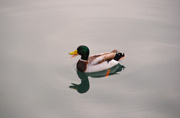 beautiful duck swimming on the water with its reflect