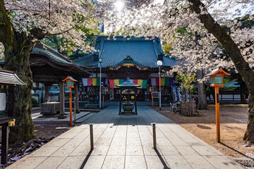 Obraz premium 川越 蓮馨寺本堂と桜