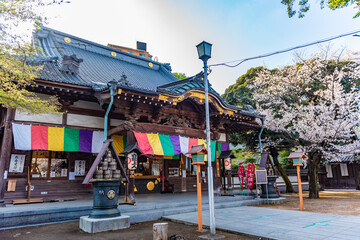 川越　蓮馨寺本堂と桜