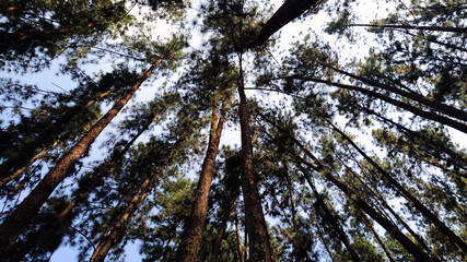 Spectacular view of tree trunks from bottom to top on a sunny day - Pine forest Sri Lanka.