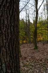 Trees in the forest at sunset