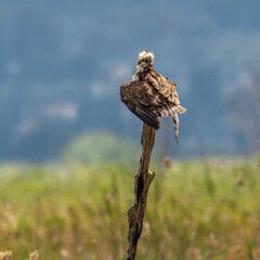 Osprey (Pandion haliaetus) resting on a vertical log