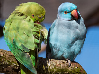 Blue and Green Ring-necked Parakeet