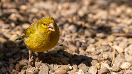 Yellow Canary Walking on the Ground