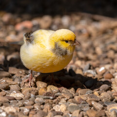 Yellow Canary Walking on the Ground