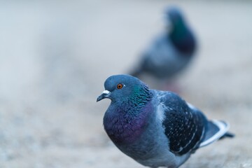 close up of a dove
