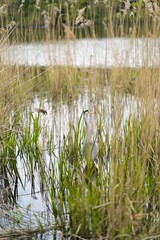 Obraz premium reeds in the water
