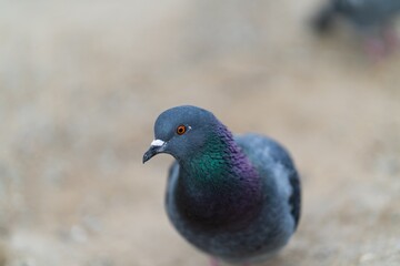 close up of a pigeon