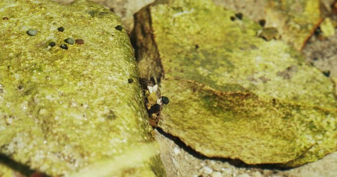 The larva of the caddisfly, (order Trichoptera) on the rock on the stream