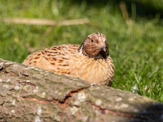 Japanese Quail Standing near a Fallen Tree