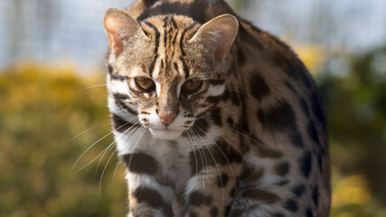 Close Up Asian Leopard Cat