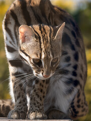 Close Up Asian Leopard Cat
