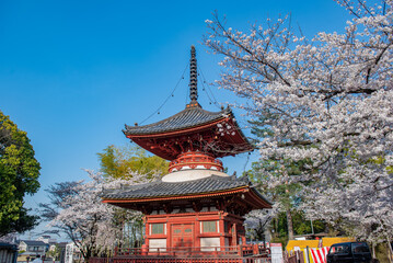 Obraz premium 川越大師喜多院 多宝塔と桜