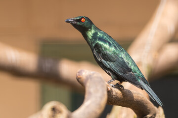 Metallic Starling Perched on a Tree Branch