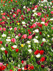 red and white tulips