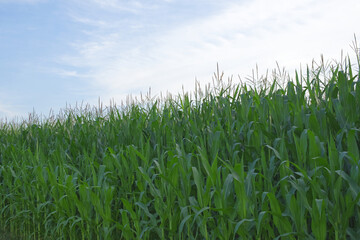Plants of corn on a farm field under a blue sky. Agricultural landscape.