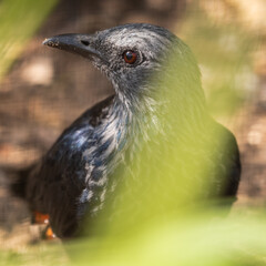 Red-Winged Starling on the Ground