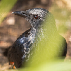 Red-Winged Starling on the Ground