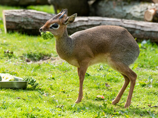 Kirk's Dik Dik Feeding on Veg