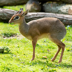 Small Agouti Feeding on Veg