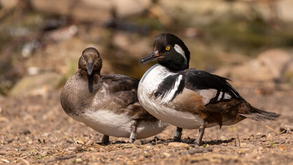 Male and Female Bufflehead Duck's Standing Together