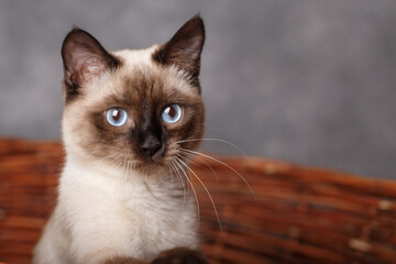 Portrait cat with blue eyes in basket