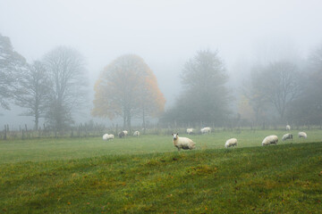 Misty fog in a rural countryside pastoral meadow with cheviot sheep (ovis aries) in Scottish farmland.