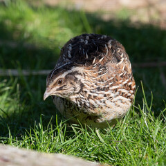 Japanese Quail Walking on Grass